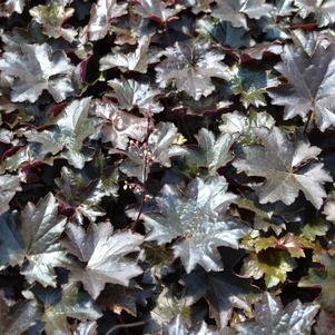 Heuchera Blackout