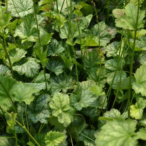 Heuchera Dales Strain