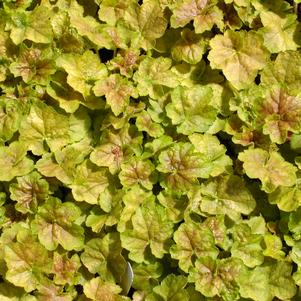Heuchera Miracle