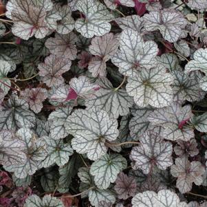 Heuchera Silver Scrolls