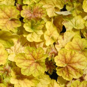 Heuchera Tiramisu