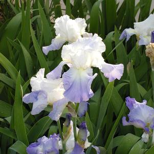 Iris Clarence