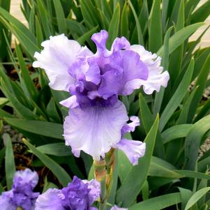 Iris Sea Swells