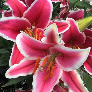 Lily Oriental Starfighter (Rose) 