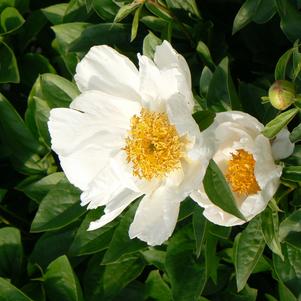 Peony Krinkled White