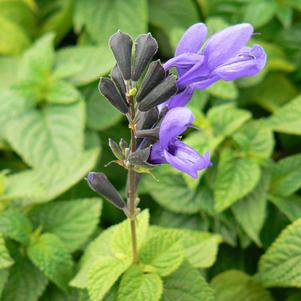 Salvia Black & Blue