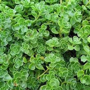 Sedum John Creech