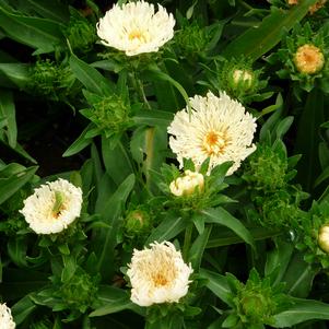 Stokesia Mary Gregory