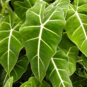 Alocasia Frydek