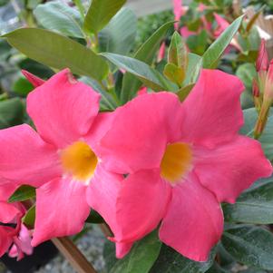 Dipladenia Red Riding Hood