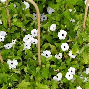 Thunbergia Susie Eyed Mix