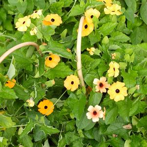 Thunbergia Susie Orange/Black