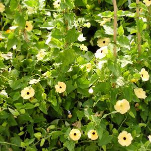 Thunbergia Susie Yellow/Black