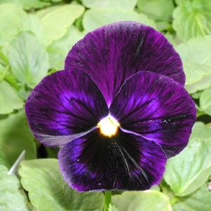 Viola wittrockiana 'Majestic Giant Purple'