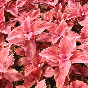 Coleus Oxblood