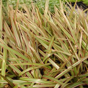 Dracena Bicolor