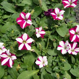 Petunia Easy Wave Burgundy Star