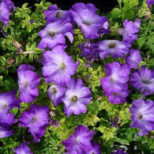 Petunia Sophistica Blue Morn