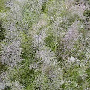 Fennel Bronze Leaf