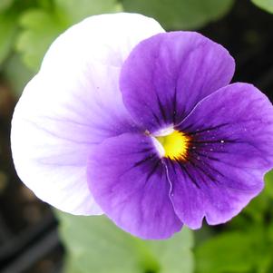 Viola hybrid 'Panola Beaconsfield'