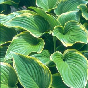 Hosta Victory