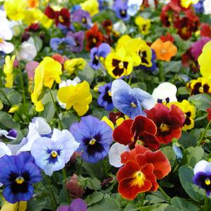 Viola hybrid 'Panola Blotch Mix'