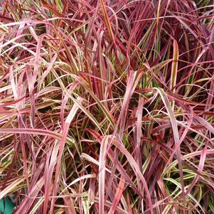 Pennisetum Fireworks