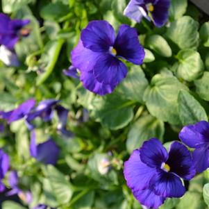 Viola hybrid 'Panola Blue Blotch'