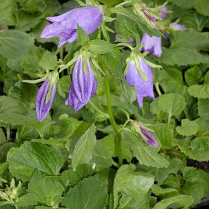 Campanula Sarastro