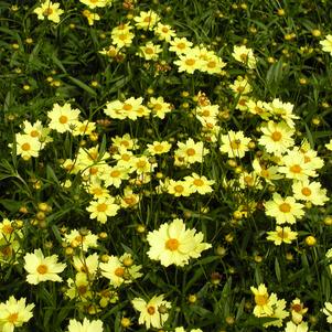 Coreopsis Full Moon