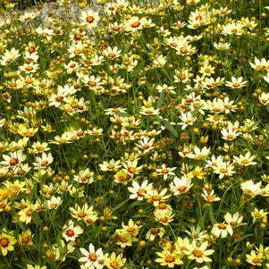 Coreopsis Redshift