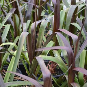 Crinum Sangria