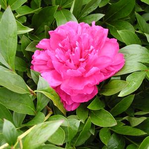 Paeonia Paul Wild