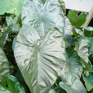 Colocasia Diamond Head