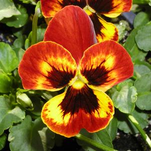 Viola hybrid 'Panola Fire'