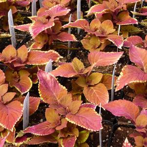 Coleus Trusty Rusty 
