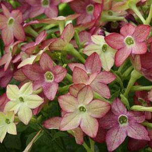 Nicotiana Starmaker Lime Purple 