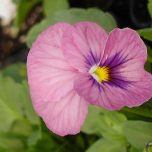 Viola hybrid 'Panola Pink'