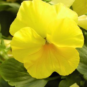 Viola hybrid 'Panola Primrose'