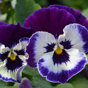 Viola hybrid 'Panola Purple Face'