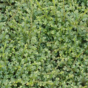 Selaginela Peacock 