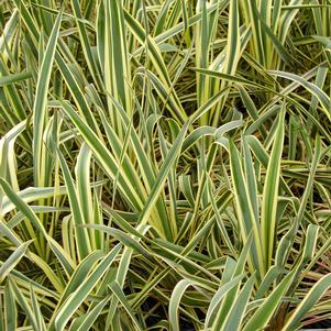 Yucca Bright Egde 