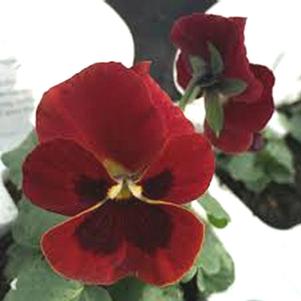 Panola Blotch Red 