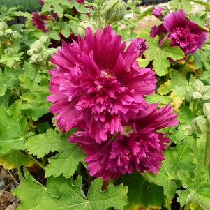 Alcea Queeny Purple 