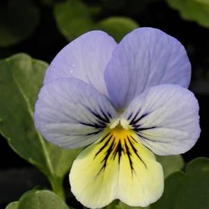 Viola hybrid 'Sorbet Blueberry Cream'