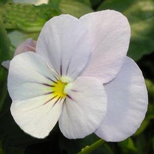 Viola hybrid 'Sorbet Lilac Ice'