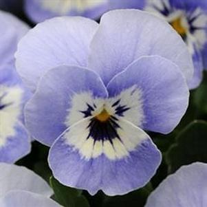 Viola hybrid 'Sorbet Marina Babyface'