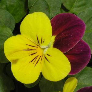 Viola hybrid 'Sorbet Sunny Royale'