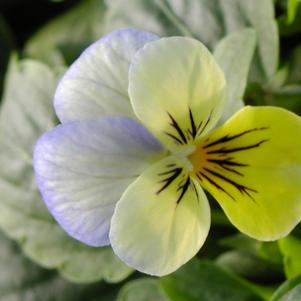 Viola hybrid 'Sorbet Yellow Frost'