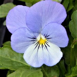 Viola hybrid 'Sorbet Yesterday, Today, & Tomorrow'